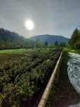 Pachet 50buc. brad Abies balsamea containerizat P6-plantare 12 luni/an