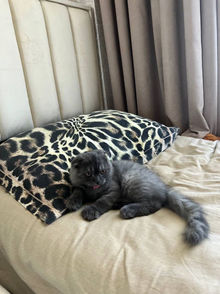 scottish fold кошка