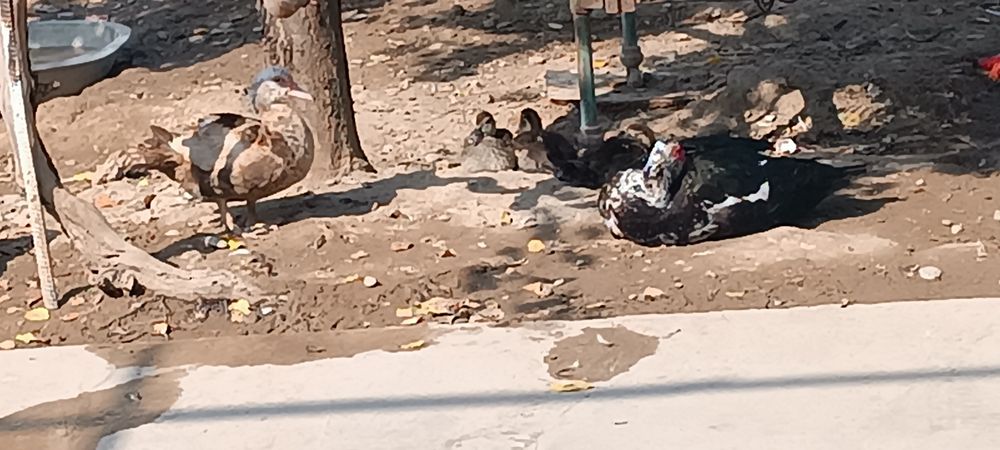 Indoutkalar sotiladi arzonroq bervoraman hammasini olganga