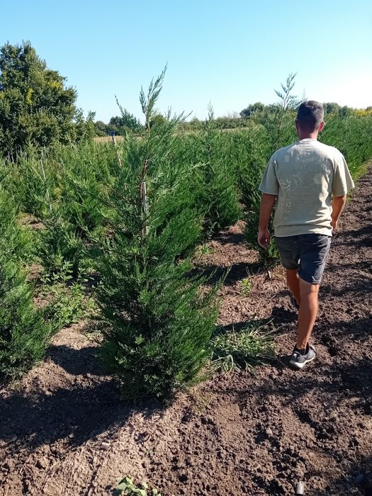 Vând chiparos leylandi Direct producător