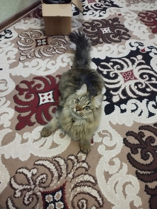 Sibir mushugi juda aqlli gapga tushunadigan mushuk