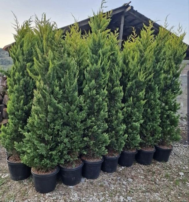 Tuia Leylandii Gard viu vesnic verde Calitate superioara