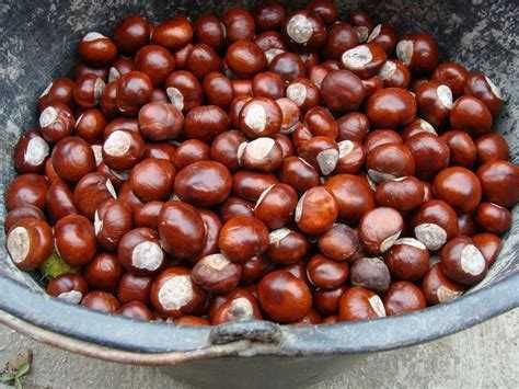 Castane salbatice necomestibile pentru uz extern medicicinal unguente