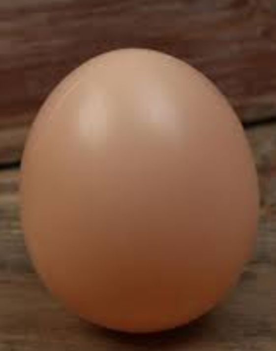 Куринный яйцо муляж