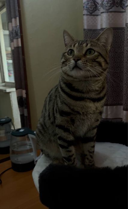 Продаётся Чистокровный Бенгальский кот