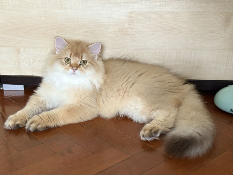 British longhair golden mascul