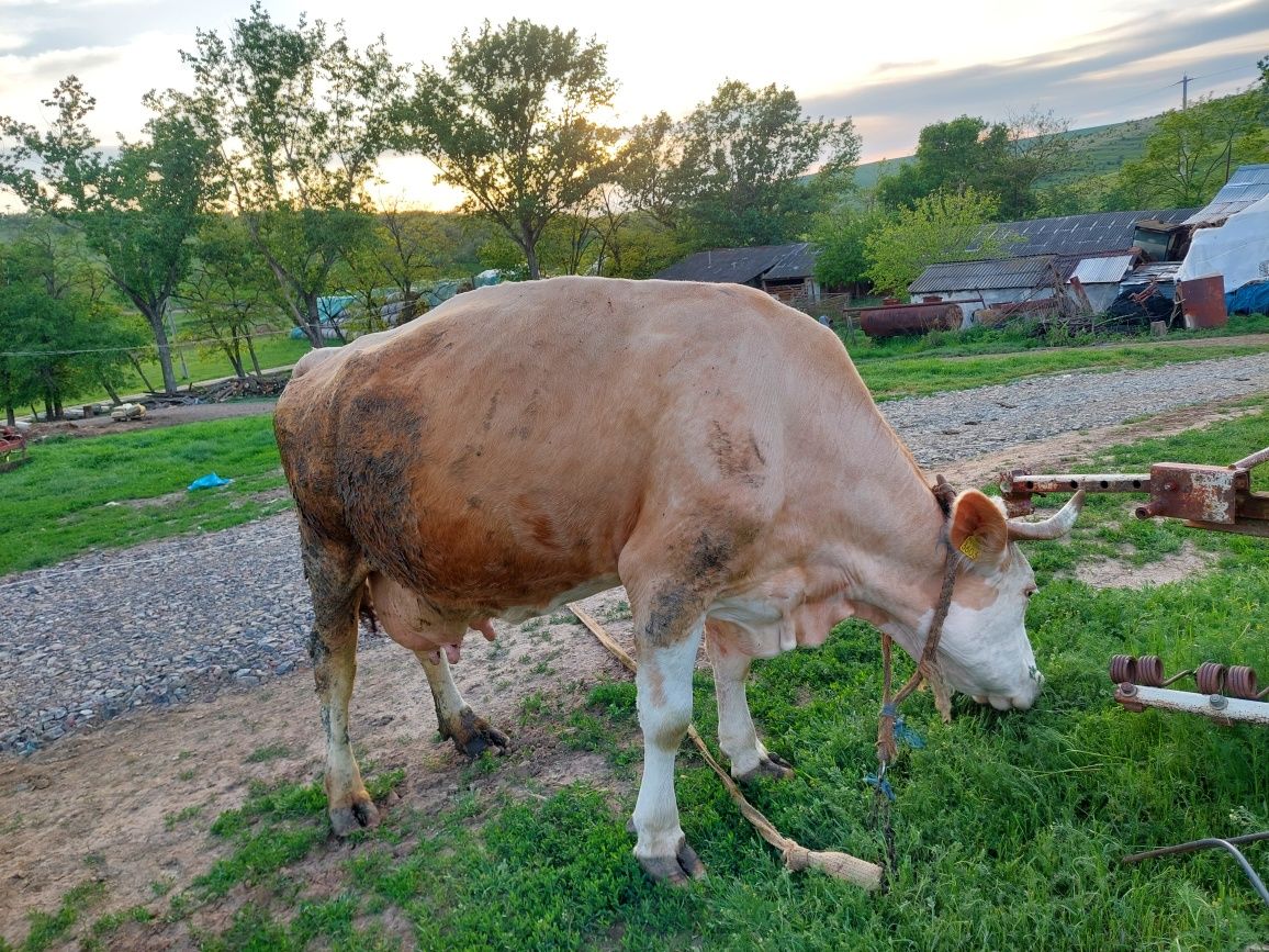 Vând vaca de 9 ani.