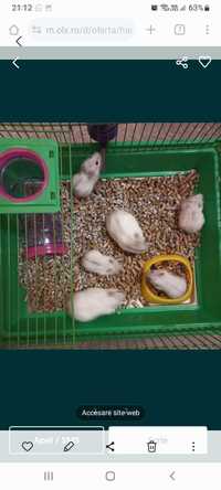 Hamsteri frumosi si blanzi