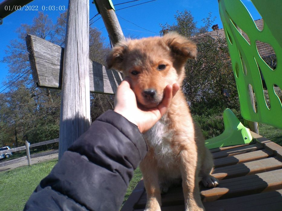 Căței metis,1 băiat, 2 fete