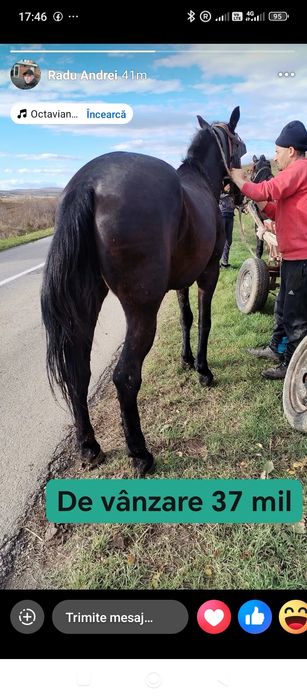 De vânzare iapă  mai multe detalii in privat