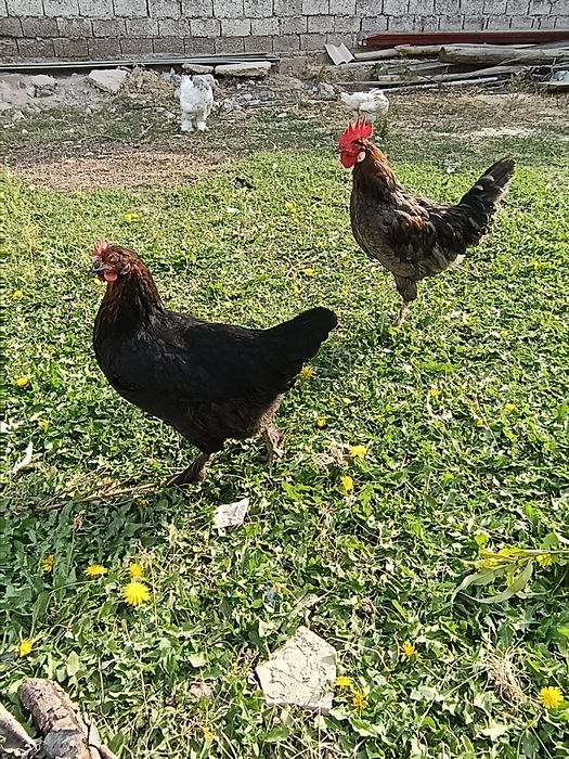 Tovuq xoʻroz bramala sotiladi