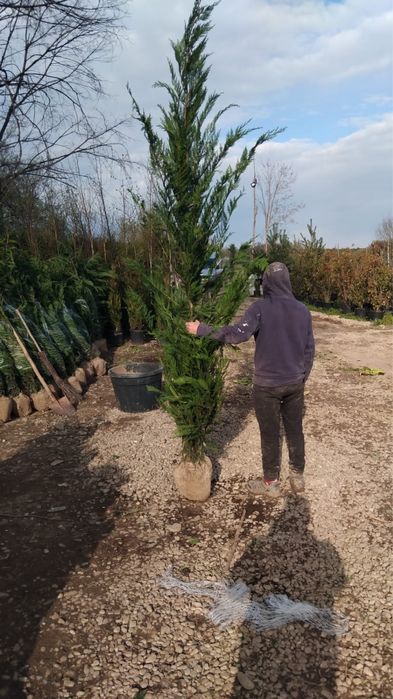 Plante ornametale prntru gradina  ta