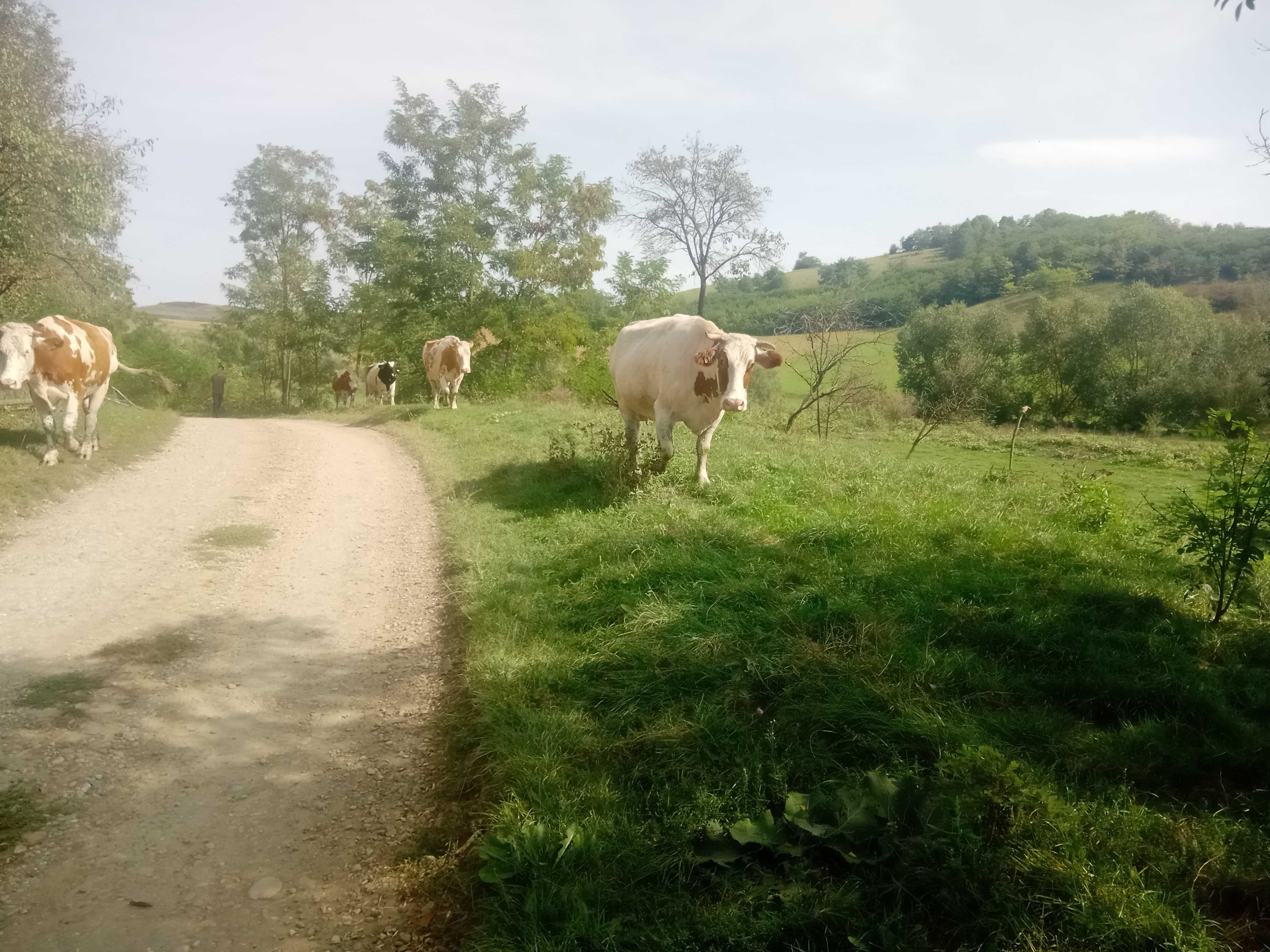 Vaci de vânzare în România vișinel judetul Mureș.