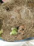 Donez 2 porcusori de guinea