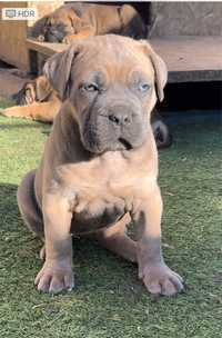 Pui Cane Corso formentino de la canisa autorizata Fci