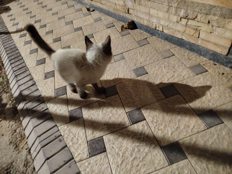 koshka mushukcha va Felix