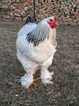 Brahma de vanzare