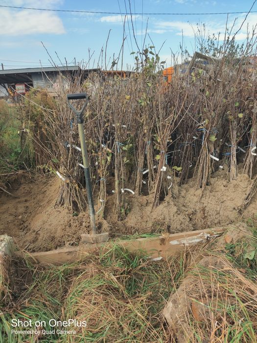 Vind pomi fructiferi