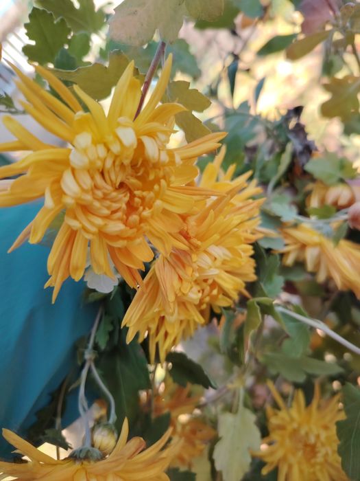 Ирис бял и жълт, хемерокалис,хризантеми