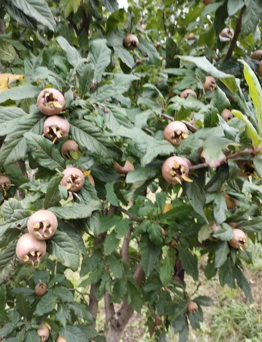 pomi fructiferi 8 ron bucata