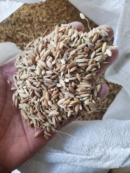 Guruch Devzira chong'ira