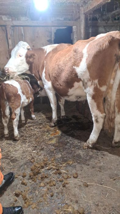 Vaca de vanzare cu vitel