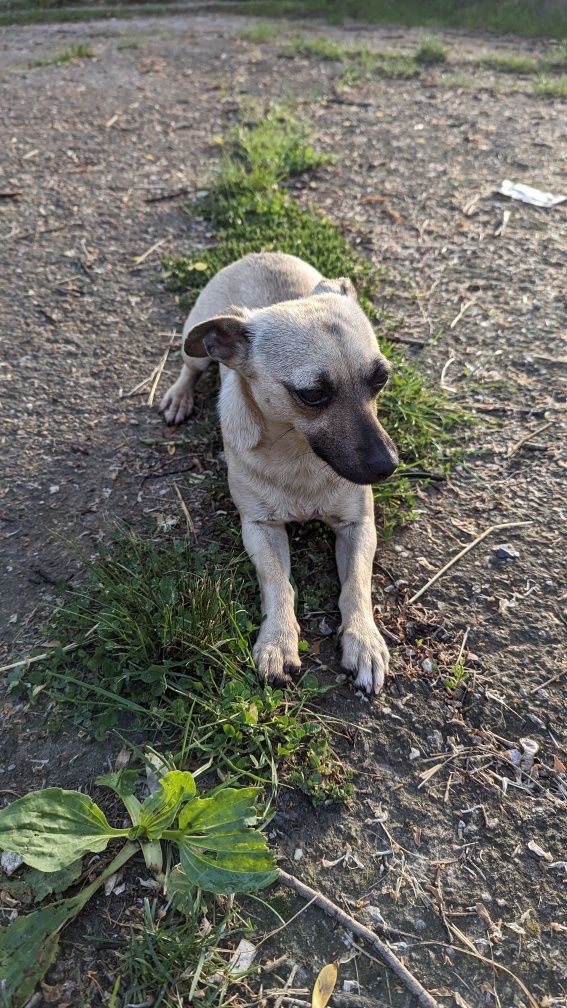 Caine de talie mica chihuahua