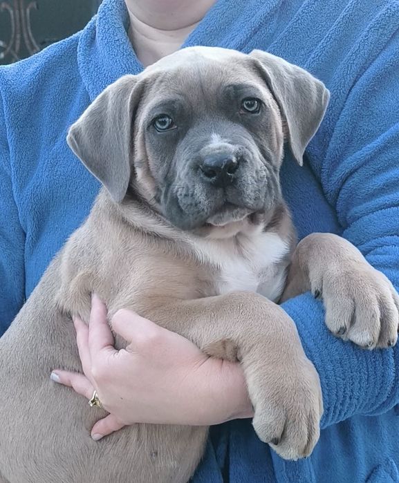 Mascul Cane Corso 9 săptămâni,  cu Pedigree+