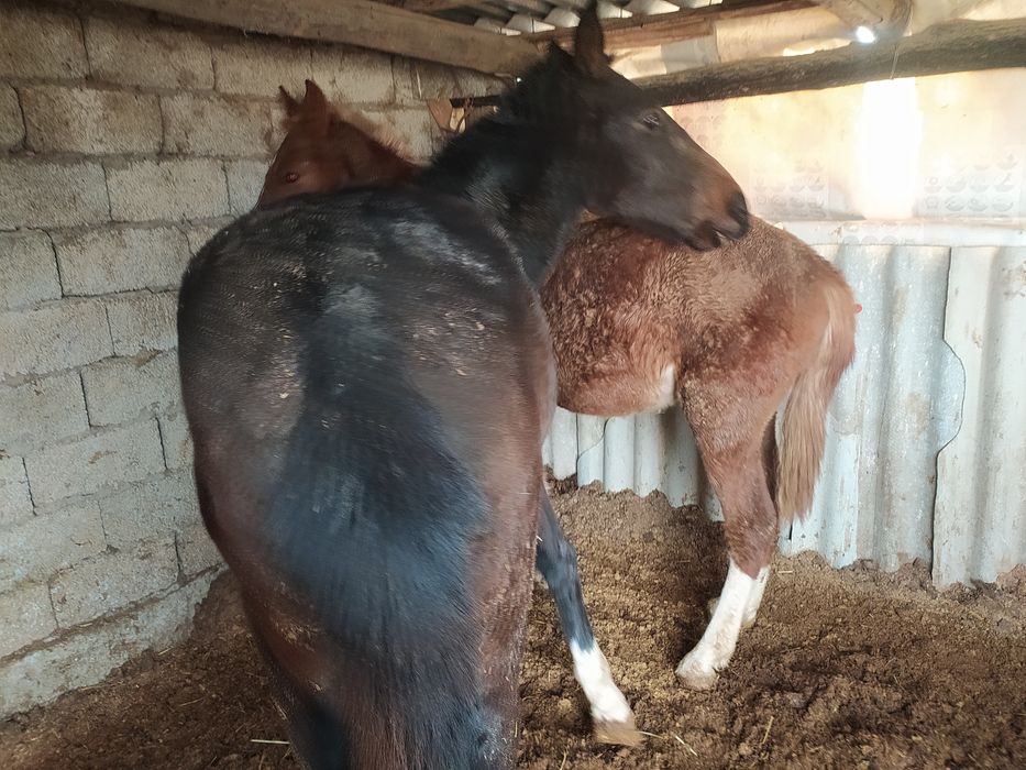 Еки Палтарашка сатылады