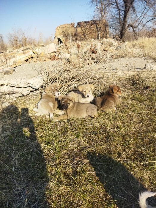 Щенятки ждут любящих и ответственых хозяев