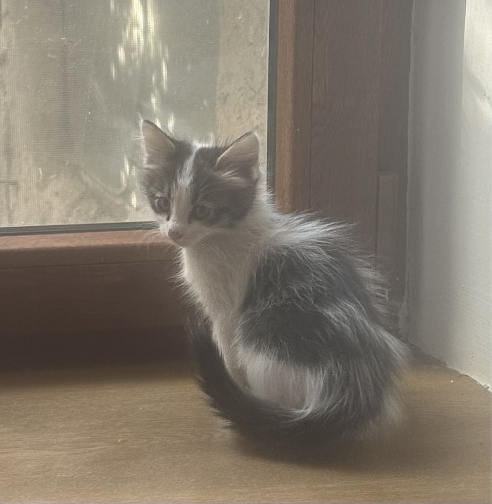 Котёнок ищет хозяина