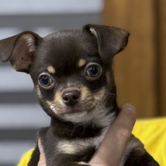 Чихуахуа Арчи ищет себе невесту