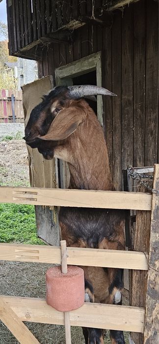 Vând țap Anglo-nubian, vârsta: 1 an