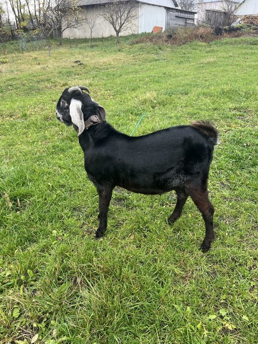 Tap anglonubian tanar