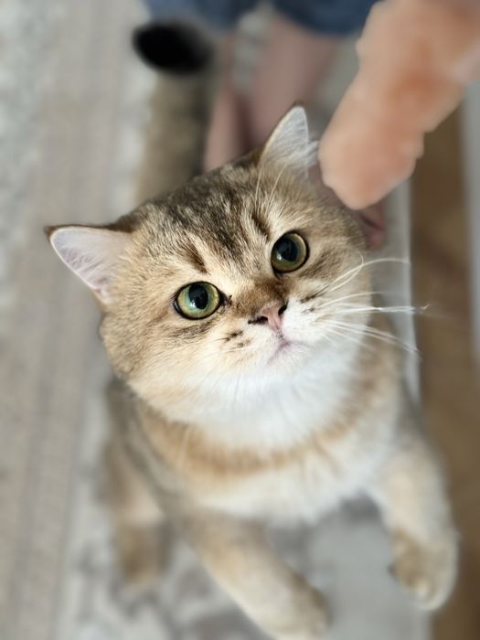 Вязка — породистый золотой кот