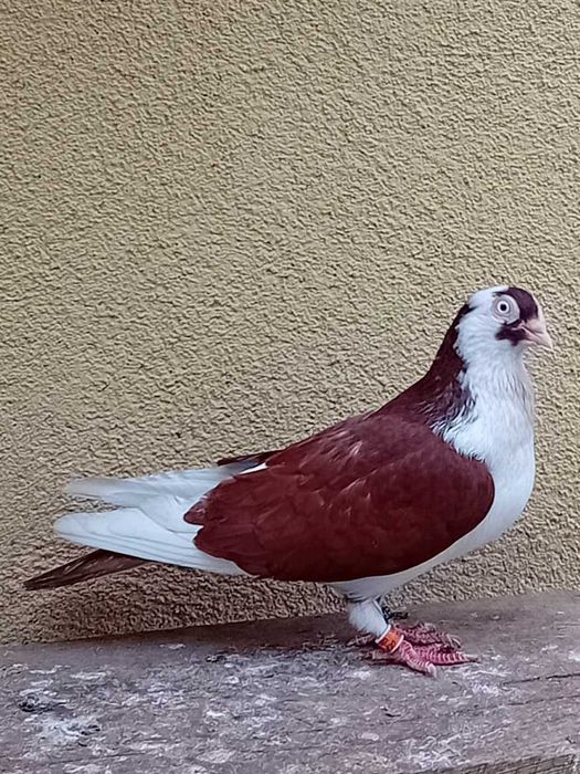 Porumbei jucator de Galati