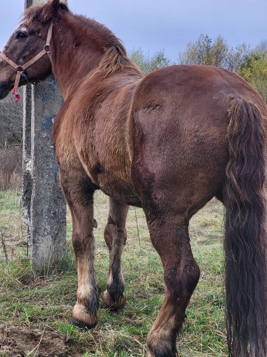 4 caii castrati de vanzare