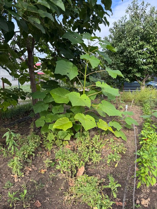 Copaci Pawlonia diferite dimensiuni, de aproape 1 an