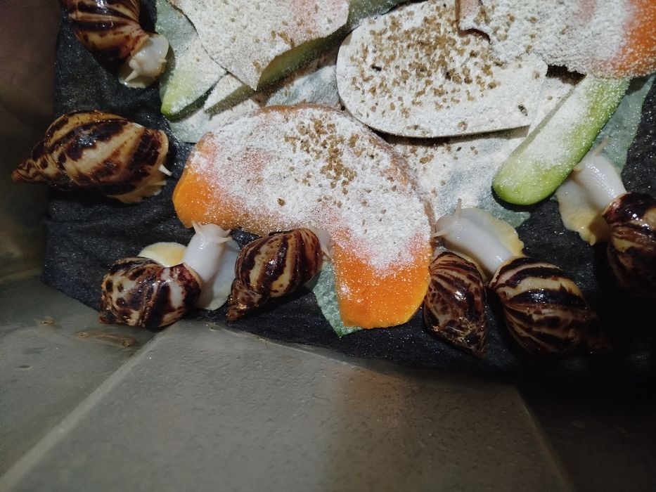 Косметологические улитки ахатины  ретикулята Альбино боди