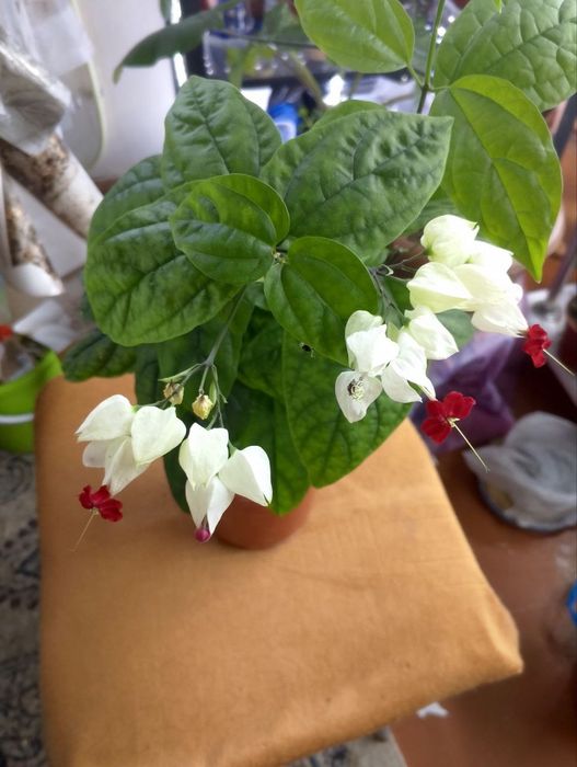 Комнатные цветы по Ташкенту