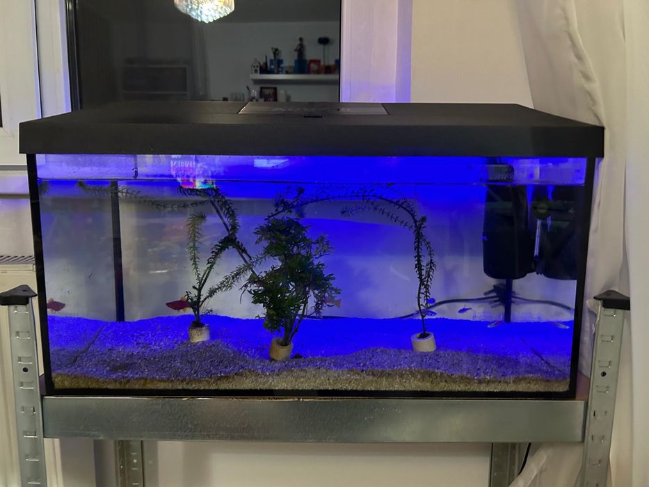 Vand acvariu cu pesti complet