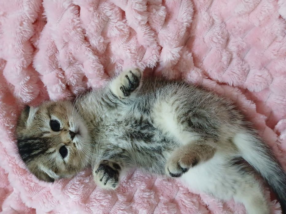 Продаю котёнка девачка