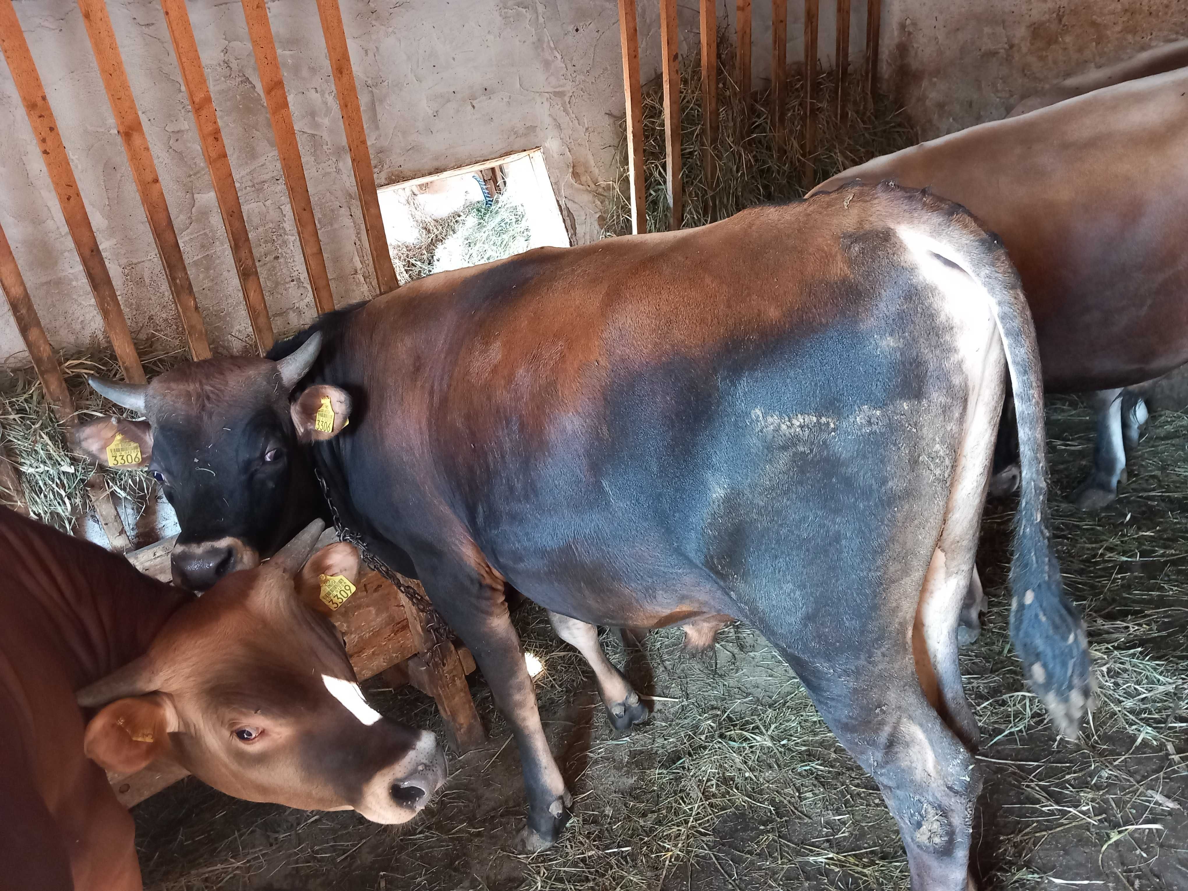 Vand tauri 6 bucati