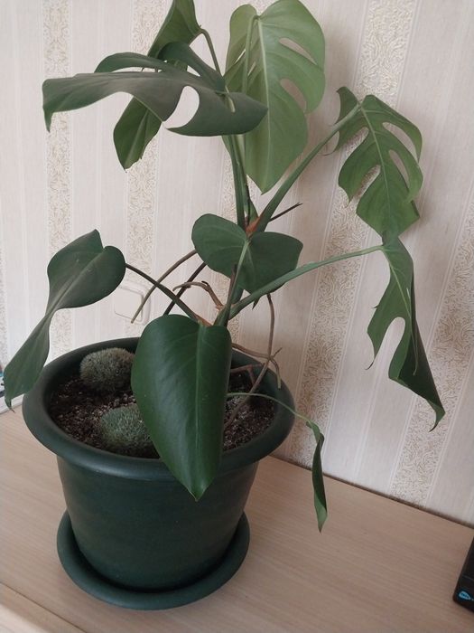 Продам цветок монстера