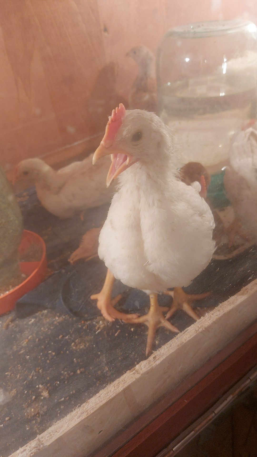 Продам цыплят несушек