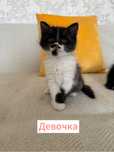 Отдам котенка добрые руки