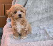 Vand baietel Maltipoo f1