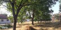 Gradina intravilan 896 m2, oras Pecica, jud Arad, Comision 0.