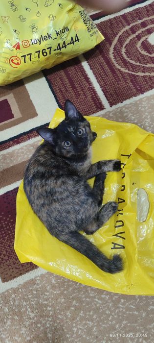 Отдам даром котята , в добрые руки