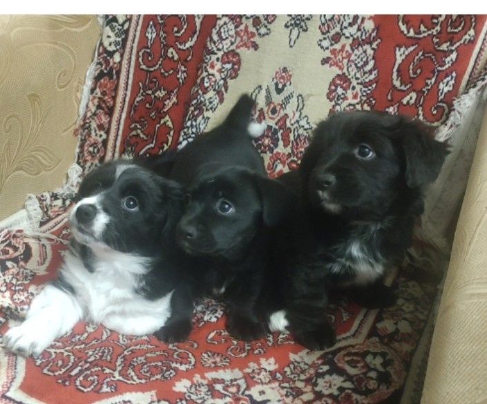 Щенки ищут любящую семью